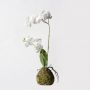 Supergreens Τεχνητό Φυτό Ορχιδέα Phalaenopsis Real Touch Λευκή Με Βάση Moss 40 Εκ.