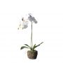 Supergreens Τεχνητό Φυτό Ορχιδέα Phalaenopsis Real Touch Λευκή Με Βάση Moss 60 Εκ.