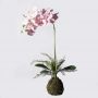 Supergreens Τεχνητό Φυτό Ορχιδέα Phalaenopsis Real Touch Ροζ με Βάση Moss 60 Εκ.