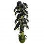 Supergreens Τεχνητό Φυτό Ορχιδέα "Phalaenopsis" Real Touch Μαύρο Με Moss Βάση 180 Εκ.
