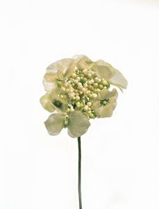 ZAROS ΜΙΝΙ ΟΡΤΑΝΣΙΑ ΚΡΕΜ/ΠΡΑΣΙΝΟ 10 ΕΚ. ΚΩΔΙΚΟΣ: LW085