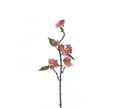 ZAROS ΑΜΥΓΔΑΛΙΑ ΡΟΖ 50 ΕΚ. ΚΩΔΙΚΟΣ: AX455