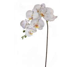 ZAROS ΦΑΛΕΝΟΨΙΣ ΛΕΥΚΗ/ΚΙΤΡΙΝΗ 95 ΕΚ. ΚΩΔΙΚΟΣ: AX469