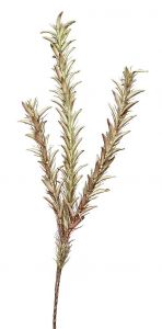 ESPIEL ΦΥΤΟ ΚΑΦΕ/ΠΡΑΣΙΝΟ ΚΩΔΙΚΟΣ: LOL763K6