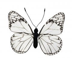 Espiel Πεταλούδα Χάρτινη Λευκή 50x47x5 Κωδικός: FTE334K6