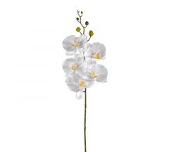 ZAROS ΤΕΧΝΗΤΗ ΦΑΛΕΝΟΨΙΣ ΛΕΥΚΗ 78 ΕΚ. ΚΩΔΙΚΟΣ: AX609