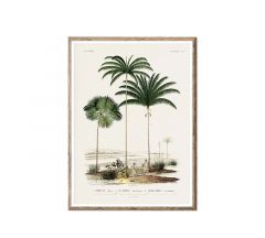 Zaros Πινάκας Γκραβούρα Με Φοίνικες 50x70 Κωδικός: PI333