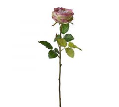 Zaros English Rose Ροζ/Πράσινο 76 Εκ. Κωδικός: AX708