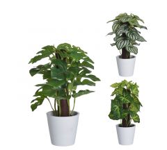 Zaros Mini Φυτά Εσωτερικού Χώρου Σε 3 Σχέδια Πράσινα 10x25 Κωδικός: FL133