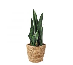Zaros Τεχνητό Φυτό Σανσεβιέρα Σε Ψάθινο Κασπώ 38 Εκ. Κωδικός: FL165