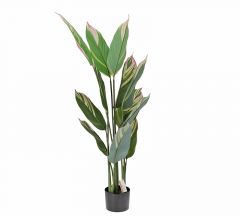 Zaros Φυτό Καλαθέα pink fusion (12φύλλα) 140cm FL174