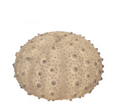 Zaros Επιτραπέζιο Φωτιστικό "Αχινός" Ρητίνης Λευκό 34x23,2 Εκ. XB102