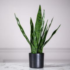 Supergreens Τεχνητό Φυτό Σανσεβιέρα Robusta 55 Εκ.