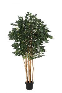 Bizzotto Ficus Plant W-Vase H175 Ø75x175h
