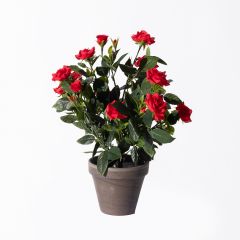 Supergreens Τεχνητό Φυτό Τριανταφυλλιά Κόκκινο 33 Εκ.