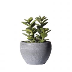 Supergreens Τεχνητό Φυτό Κρασσούλα Πράσινο 13.5 εκ.