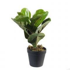 Supergreens Τεχνητό Φυτό Φίκος Λυράτα Πράσινο 25 εκ.