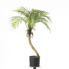 Supergreens Τεχνητό Φυτό Φοίνικας Πράσινο 80 Εκ.