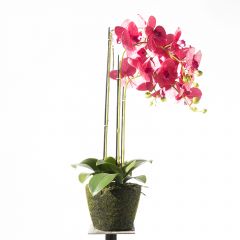 Supergreens Τεχνητό Φυτό Ορχιδέα Phalaenopsis Ροζ 80 Εκ.