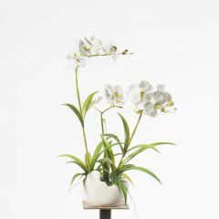 Supergreens Τεχνητό Φυτό Ορχιδέα Phalaenopsis Λευκό 57 Εκ.