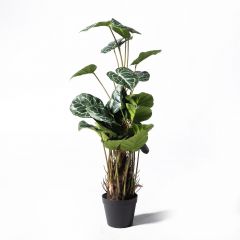 Supergreens Τεχνητό Φυτό Ανθούριο Clarinervium Πράσινο 90 εκ.