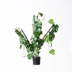 Supergreens Τεχνητό Φυτό Μονστέρα "Minima" Vining Πράσινο 75 εκ.