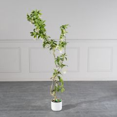 Supergreens Τεχνητό Δέντρο Δράκαινα "Cordyline" Πράσινο 150 Εκ.